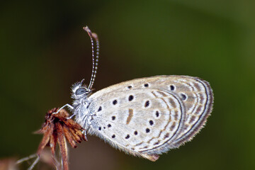 Fototapeta premium butterfly on leaf