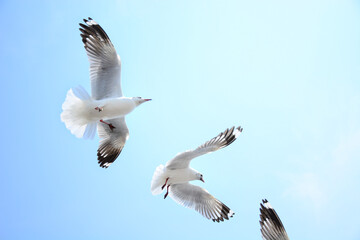seagull in flight