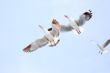white goose in flight