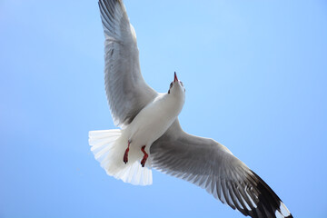 seagull in flight