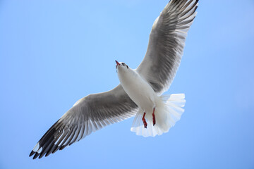 seagull in flight