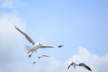 seagull in flight