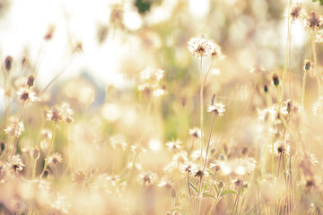 grass and flowers