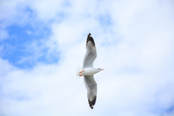 seagull in flight