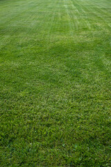 Perfect lawn. Freshly cut lawn. New lawn. Trimmed grass.