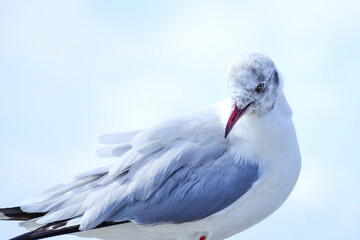 close up of a seagull
