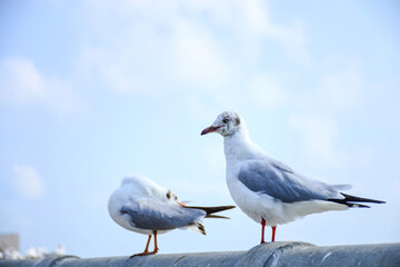 seagull on the beach