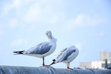 seagull on the pier