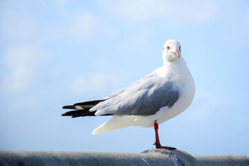 seagull on the beach