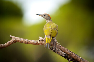 Woodpecker on a tree in the forest