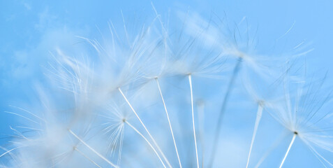 White dandelion seeds on a blue sky background, Close-up