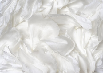 White peony petals flower background closeup top view