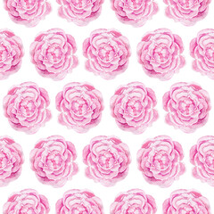 Pink watercolor peonies isolated on a white background. Delicate floral seamless pattern. Hand-drawn flowers