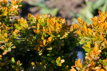 close-up Berberis Thunbergii Aurea or Barberry Shrub close up bush with yellow leaves, natural background of leaves