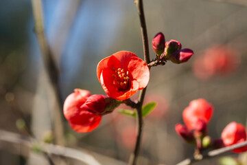 Closeup of flowering of Japanese quince or Chaenomeles japonica tree red flowers on a branch on a...