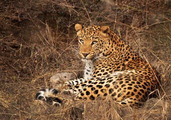 Naklejka na ściany i meble Leopard at Jhalana National Reserve, Jaipur