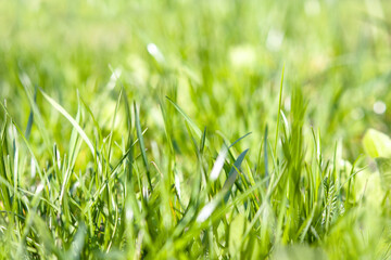 Juicy green grass in spring or summer morning, selective focus. Sun shines through leaves of grass. Nature background with sunlight on the grass.