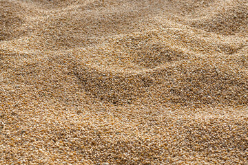 Pile of wheat grains as background, selective focus. Agricultural background.