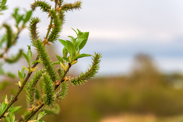 A sprig of blooming spring