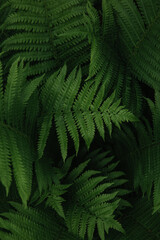 Fototapeta na wymiar Moody close up of fern leaves in midsummer