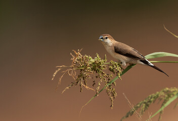 Indian Silverbills feeding at Hamala, bahrain