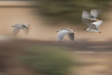 A panning shots of a flock of Black-crowned Night herons flying at Tubli bay, Bahrain