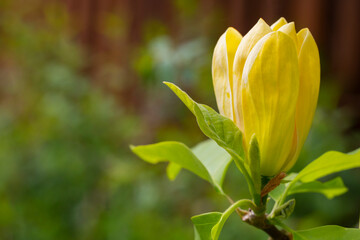 magnolia yellow flowers in a spring garden, natural seasonal floral background with copyspace.