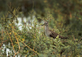 Wood Sandpiper perched on small bushes, Bahrain