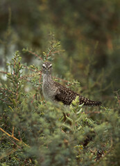 Wood Sandpiper on green bushes, Bahrain