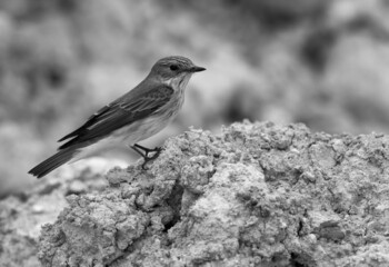 Spotted Flycatcher perched on limestone mound, Bahrain