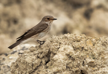 Spotted Flycatcher perched on limestone mound, Bahrain
