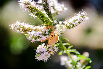 Batterfly on a flower