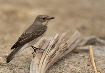 Spotted Flycatcher perched on a dry palm, Bahrain