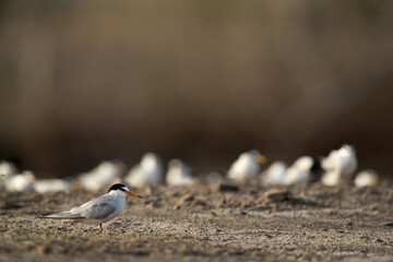 Selective focus on a little tern at Asker marsh, Bahrain