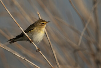 Common Chiffchaff Asker marsh, Bahrain