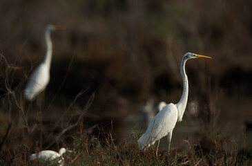 Great Egrets perched on grass mound at Asker marsh, Bahrain