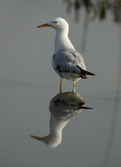 Fototapeta na wymiar Sender-billed gull with reflection at Asker marsh, Bahrain