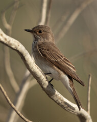 Closeup of a Spotted Flycatcher at Asker marsh, Bahrain