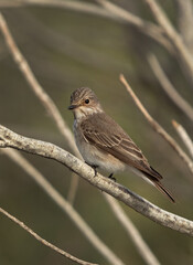 Portrait of a Spotted Flycatcher at Asker marsh, Bahrain