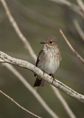 Closeup of a Spotted Flycatcher at Asker marsh