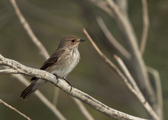 Spotted Flycatcher at Asker marsh, Bahrain