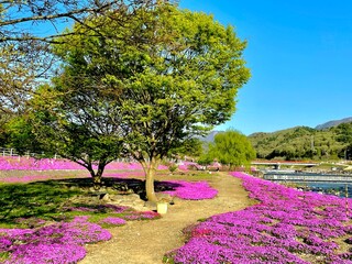 Obraz premium 芝桜と新緑の木々