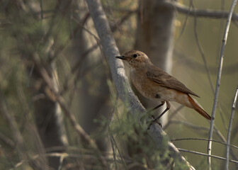 Common Redstart perched on a tree, Bahrain