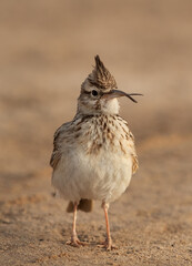 A Crested Lark with deformed beak perched on ground, Bahrain
