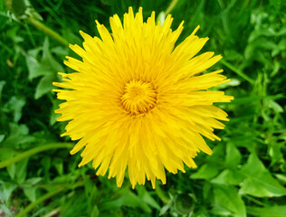 Flower  of yellow dandelion on a natural green plant background, close up