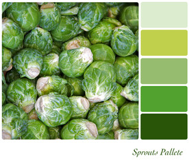 Brussel sprouts in a colour palette with complimentary colour swatches. 