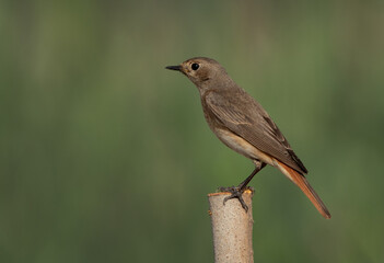 Common Redstart perced on wooden log at Hamala, Bahrain