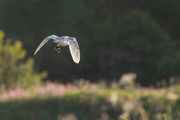 Barn owl (Tyto alba) carrying prey at dusk.