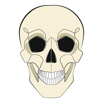 Human skull one line drawing on white isolated background
