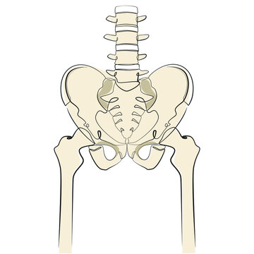 Human skeleton line art on white isolated background. Spine, pelvic bone and legs vector illustration